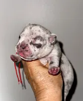 CHIPS, a male French Bulldog for sale in Greensboro, NC – 4 of 7