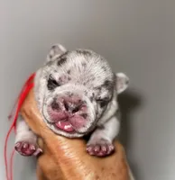 CHIPS, a male French Bulldog for sale in Greensboro, NC – 3 of 7