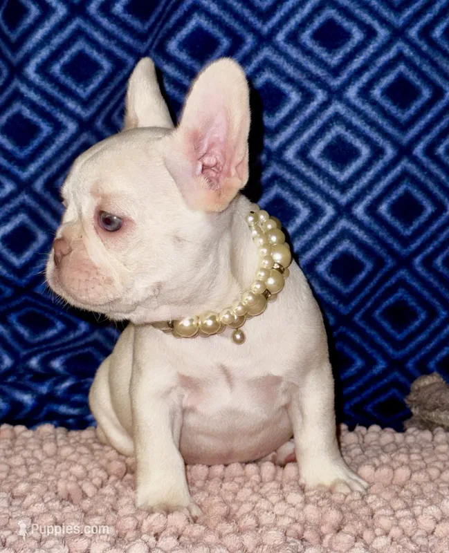 Crystal – French Bulldog puppy for sale in Greensboro, NC