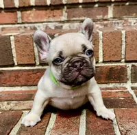 Miso, a male French Bulldog for sale in Greensboro, NC – 3 of 10