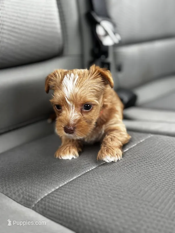 AKC Yorkie HONEY – Yorkshire Terrier puppy for sale in Greensboro, NC