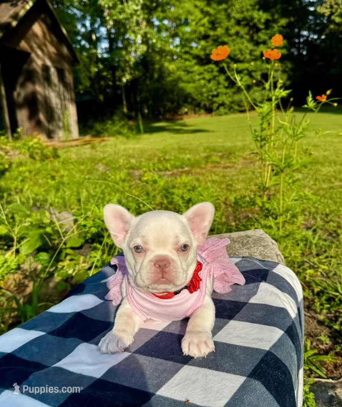 Cherry – French Bulldog puppy for sale in Greensboro, NC