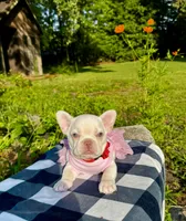 Cherry, a female French Bulldog for sale in Greensboro, NC – 1 of 10