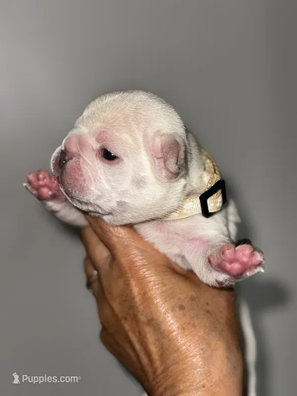 GODO – French Bulldog puppy for sale in Greensboro, NC