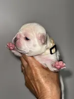 GODO, a male French Bulldog for sale in Greensboro, NC – 1 of 8