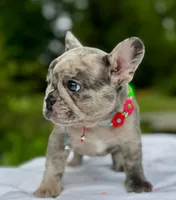 Mochi, a female French Bulldog for sale in Greensboro, NC – 2 of 10