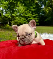 Miso, a male French Bulldog for sale in Greensboro, NC – 9 of 10