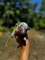 Moe, a male French Bulldog for sale in Greensboro, NC – 6 of 10