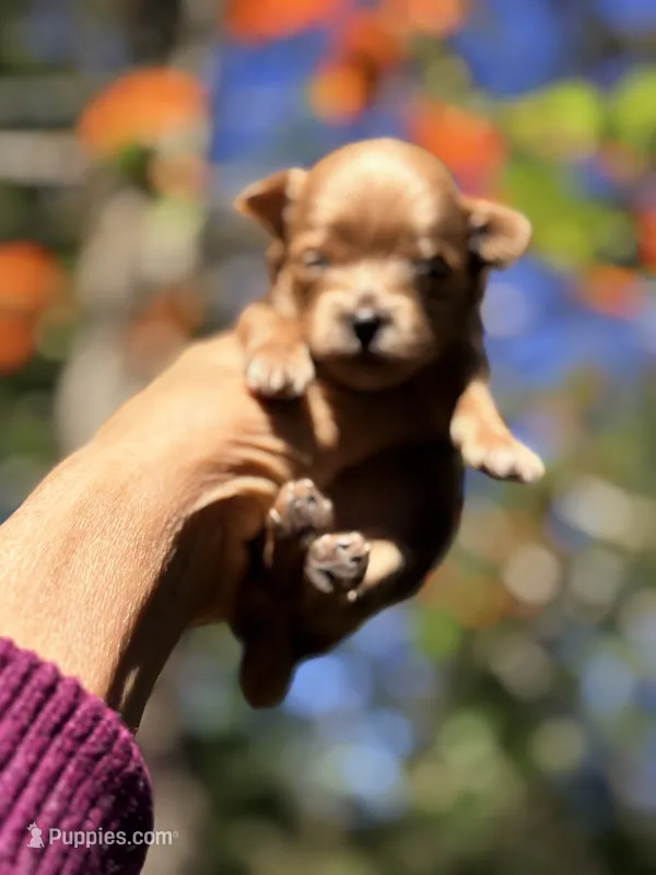 Tea Cup Korean Maltipoo - Pie – Maltipoo, Poodle - Toy  puppy for sale in Greensboro, NC