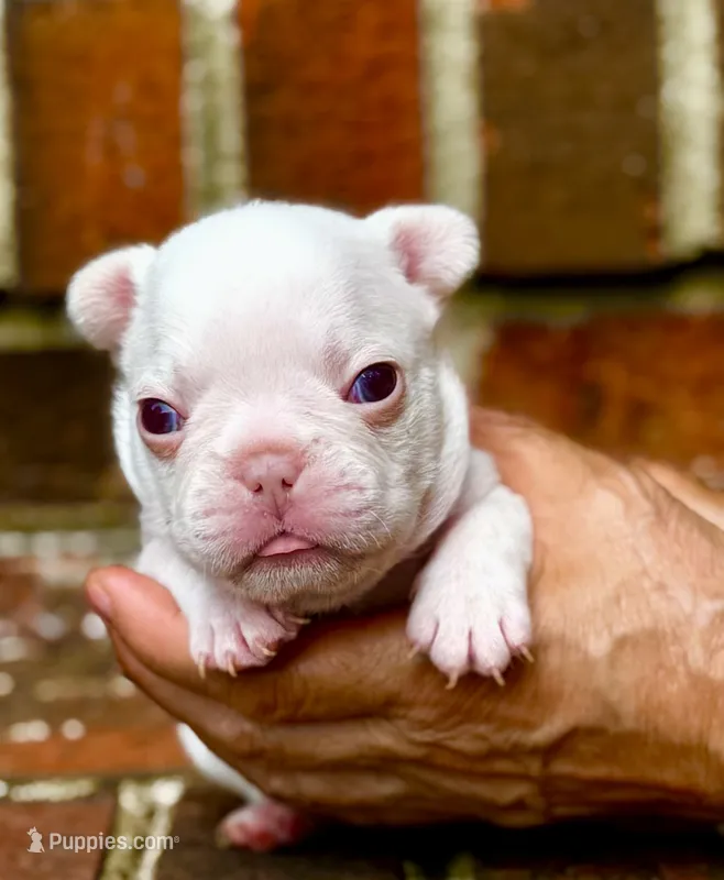 Gail – French Bulldog puppy for sale in Greensboro, NC