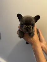 COBY, a male French Bulldog for sale in Greensboro, NC – 6 of 10