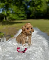 Korean Maltipoo girl- Lily, a female Maltipoo for sale in Greensboro, NC – 7 of 7