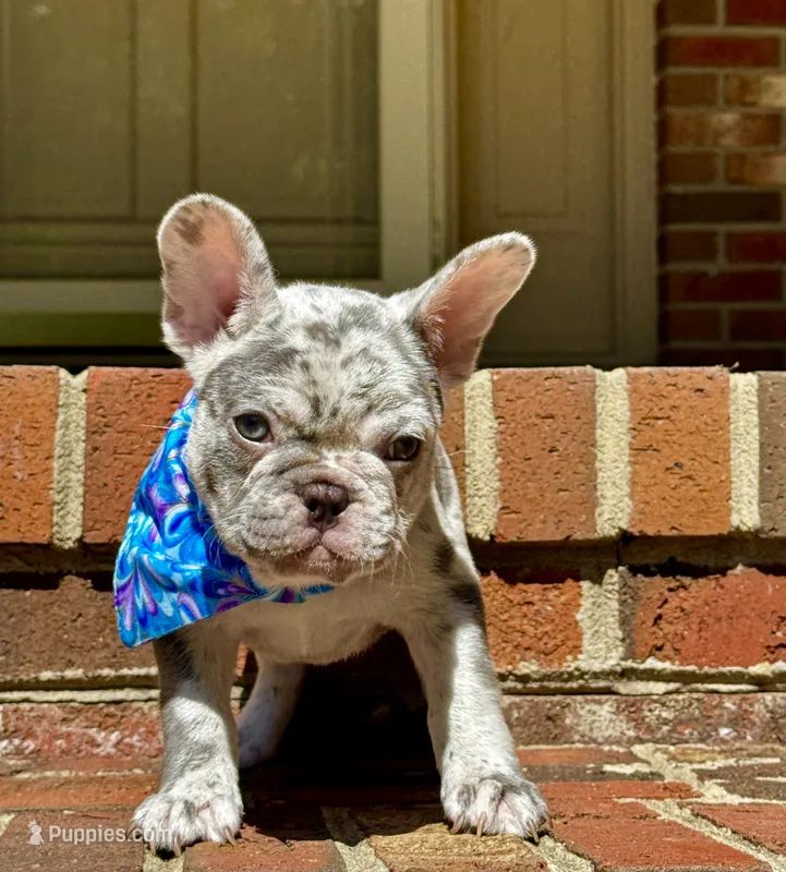 Golf – French Bulldog puppy for sale in Greensboro, NC