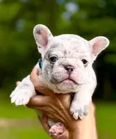 GOLF, a male French Bulldog for sale in Greensboro, NC – 4 of 8