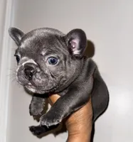 COBY, a male French Bulldog for sale in Greensboro, NC – 9 of 10