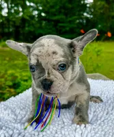 Moe, a male French Bulldog for sale in Greensboro, NC – 2 of 10