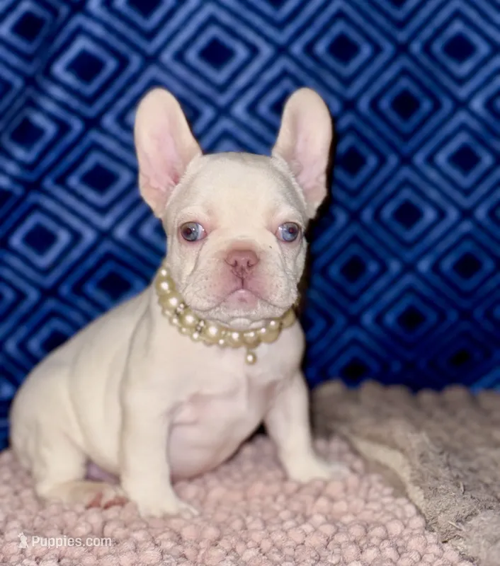 Crystal – French Bulldog puppy for sale in Greensboro, NC