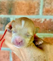 Pie, a male Maltipoo and Poodle - Toy  for sale in Greensboro, NC – 5 of 10