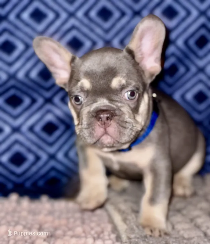 Duke – French Bulldog puppy for sale in Greensboro, NC