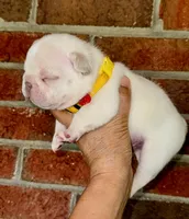 CHICO, a male French Bulldog for sale in Greensboro, NC – 8 of 10