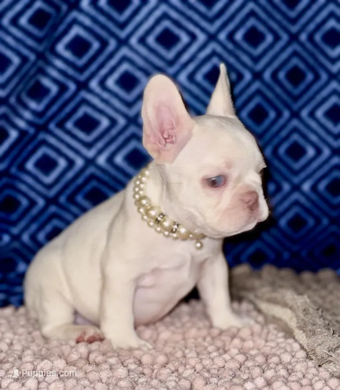 Crystal – French Bulldog puppy for sale in Greensboro, NC