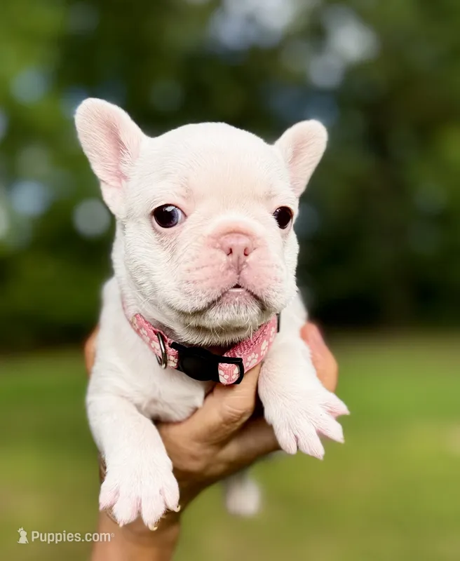 Gail – French Bulldog puppy for sale in Greensboro, NC
