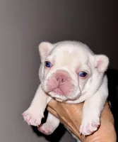 CHICO, a male French Bulldog for sale in Greensboro, NC – 3 of 10