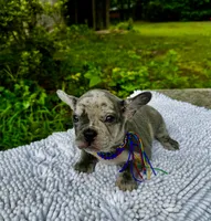Moe, a male French Bulldog for sale in Greensboro, NC – 5 of 10