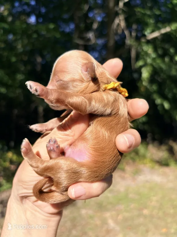 Pecan  – Maltipoo, Poodle - Toy  puppy for sale in Greensboro, NC