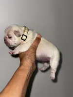 GODO, a male French Bulldog for sale in Greensboro, NC – 2 of 8