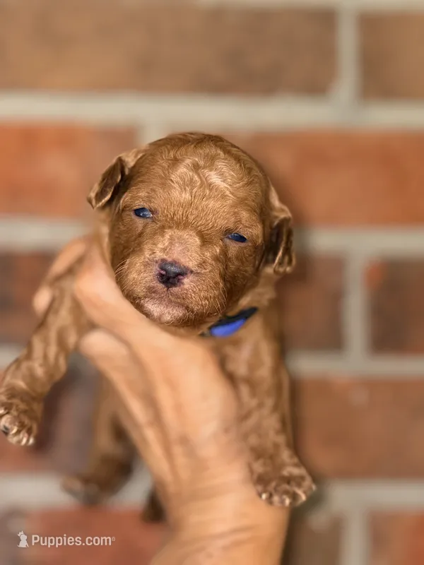 Archie-Korean toy  Maltipoo – Maltipoo, Poodle - Toy  puppy for sale in Greensboro, NC