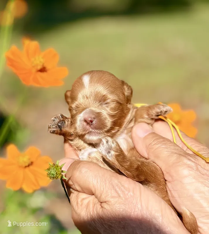 Tea Cup Korean Maltipoo -Pecan  – Maltipoo, Poodle - Toy  puppy for sale in Greensboro, NC