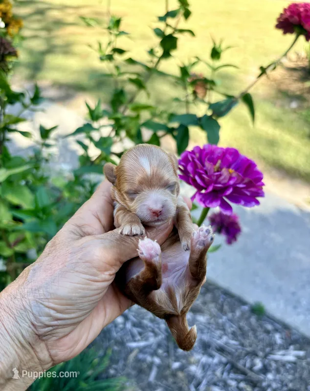 Pie – Maltipoo, Poodle - Toy  puppy for sale in Greensboro, NC