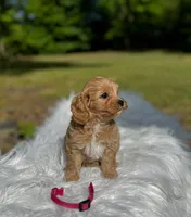 Lily, a female Maltipoo for sale in Greensboro, NC – 3 of 6