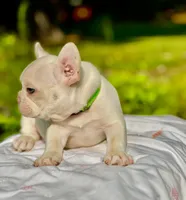 Chilly, a male French Bulldog for sale in Greensboro, NC – 3 of 9