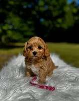 Lily, a female Maltipoo for sale in Greensboro, NC – 1 of 6