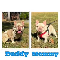 Cherry, a female French Bulldog for sale in Greensboro, NC – 8 of 8