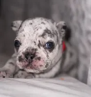 CHIPS, a male French Bulldog for sale in Greensboro, NC – 3 of 8