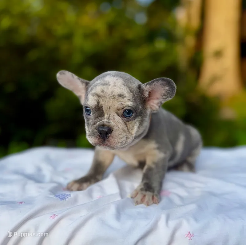 Moe – French Bulldog puppy for sale in Greensboro, NC