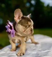 Molly, a female French Bulldog for sale in Greensboro, NC – 6 of 8