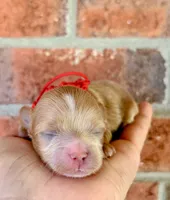 Pie, a male Maltipoo and Poodle - Toy  for sale in Greensboro, NC – 4 of 10