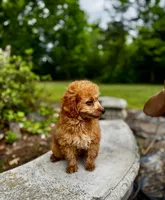 Goldie Teddy Lee, a male Poodle - Toy  for sale in Greensboro, NC – 1 of 5