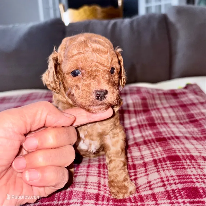 Archie-Korean toy  Maltipoo – Maltipoo, Poodle - Toy  puppy for sale in Greensboro, NC