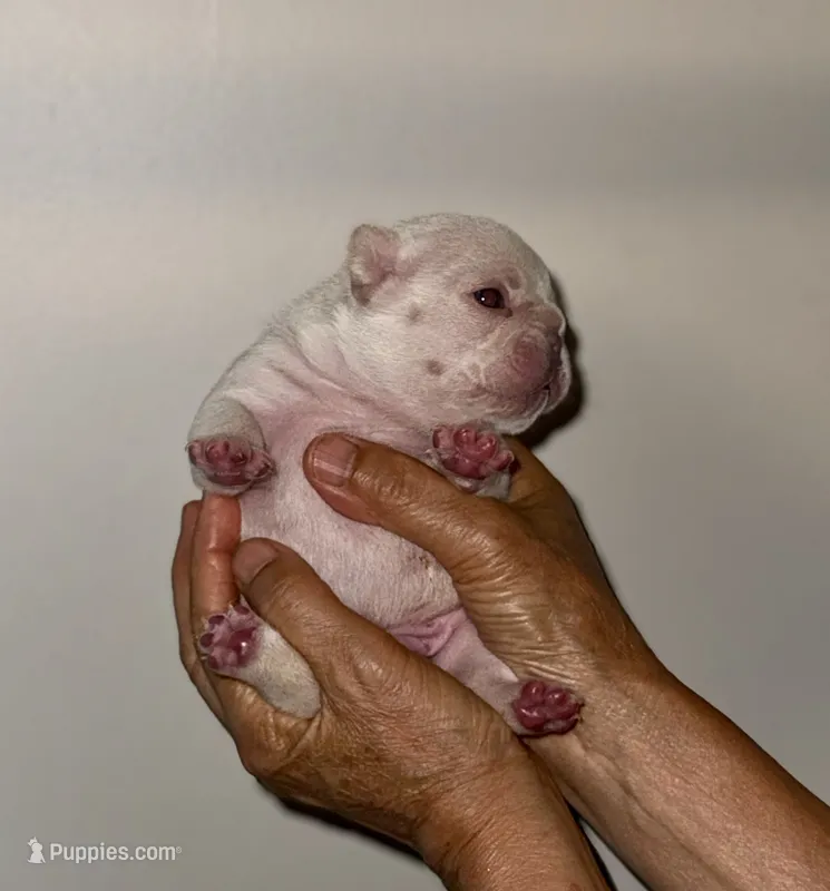 Chilly – French Bulldog puppy for sale in Greensboro, NC