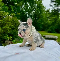 Molly, a female French Bulldog for sale in Greensboro, NC – 7 of 8