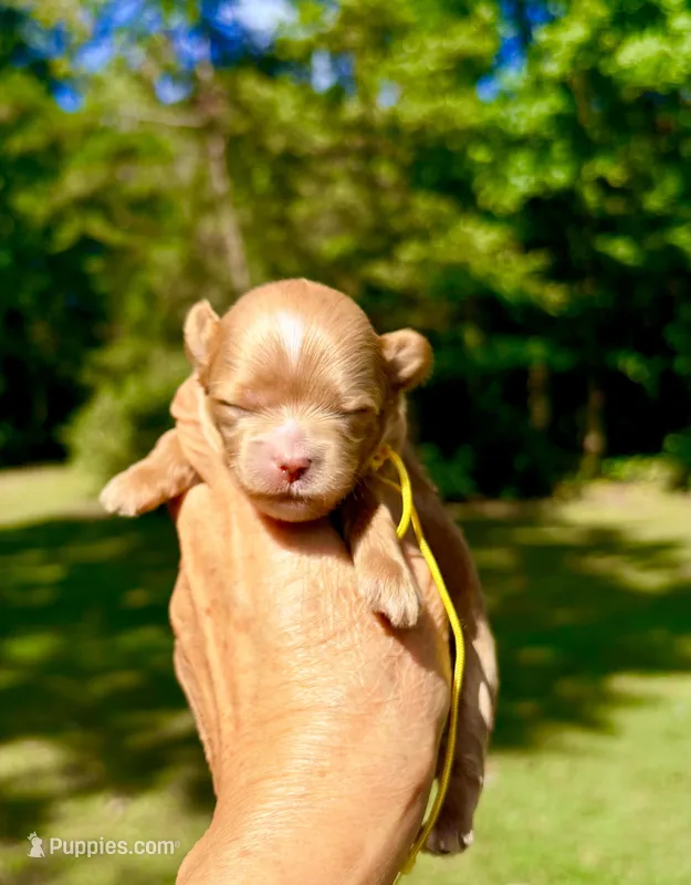 Tea Cup Korean Maltipoo -Pecan  – Maltipoo, Poodle - Toy  puppy for sale in Greensboro, NC