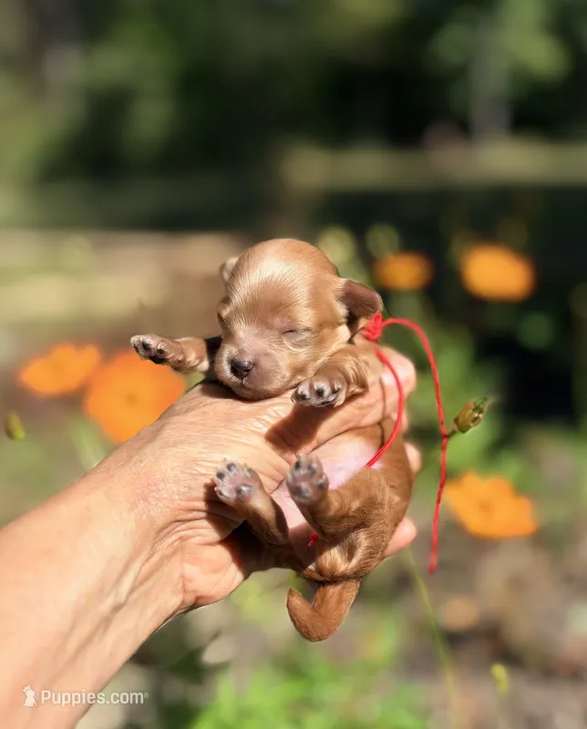 Tea Cup Korean Maltipoo - Pie – Maltipoo, Poodle - Toy  puppy for sale in Greensboro, NC