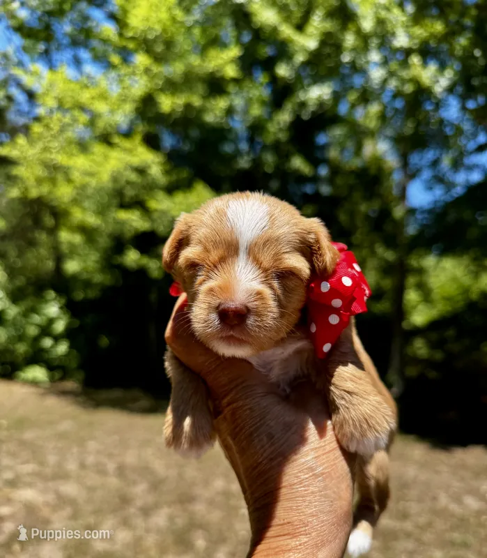 AKC Yorkie HONEY – Yorkshire Terrier puppy for sale in Greensboro, NC