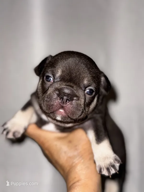 Millie – French Bulldog puppy for sale in Greensboro, NC