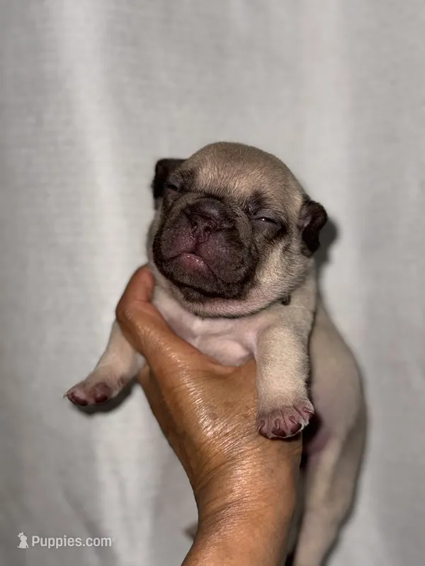 Miso – French Bulldog puppy for sale in Greensboro, NC